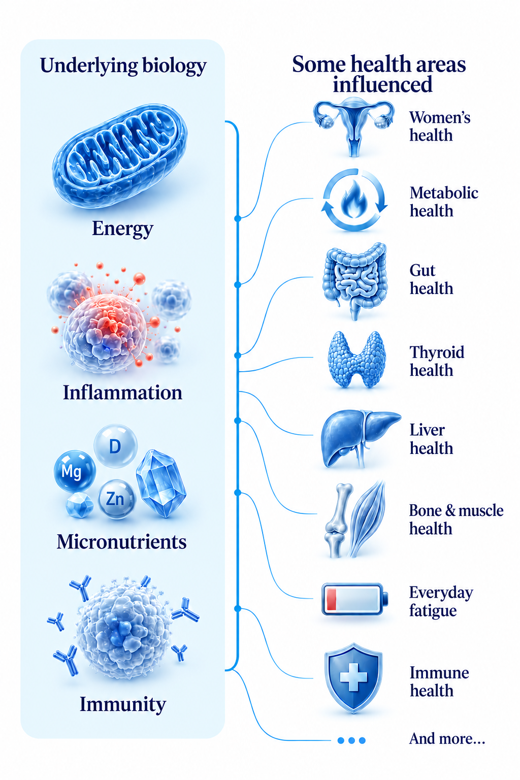 Underlying biology — energy, inflammation, micronutrients and immunity — and the health areas they influence